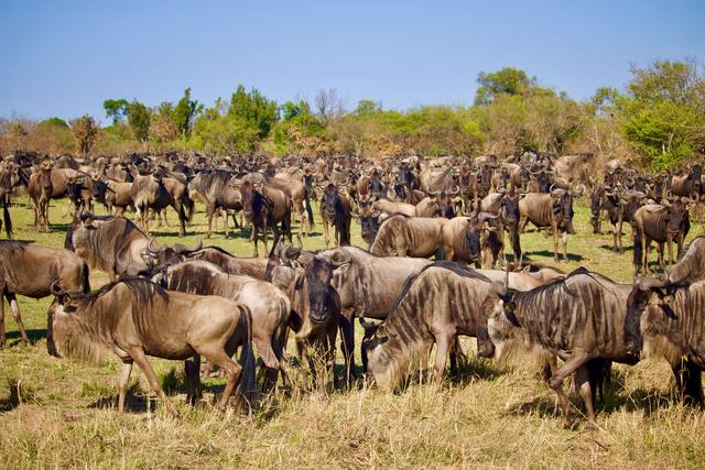 Large wildebeest herd gathered closely on green and golden grass under a clear blue sky
