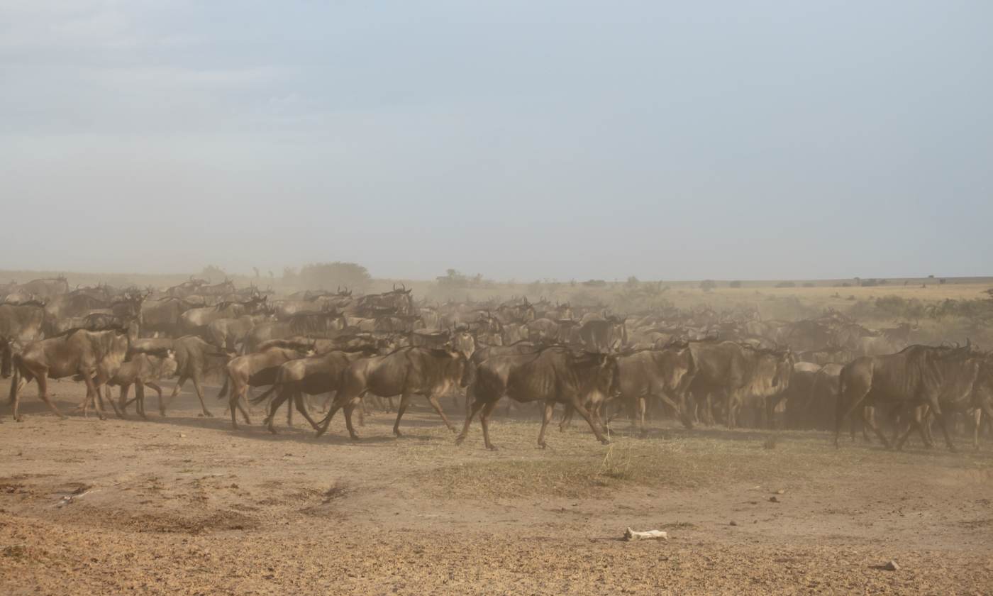 Wildebeest herd moving through a cloud of dust