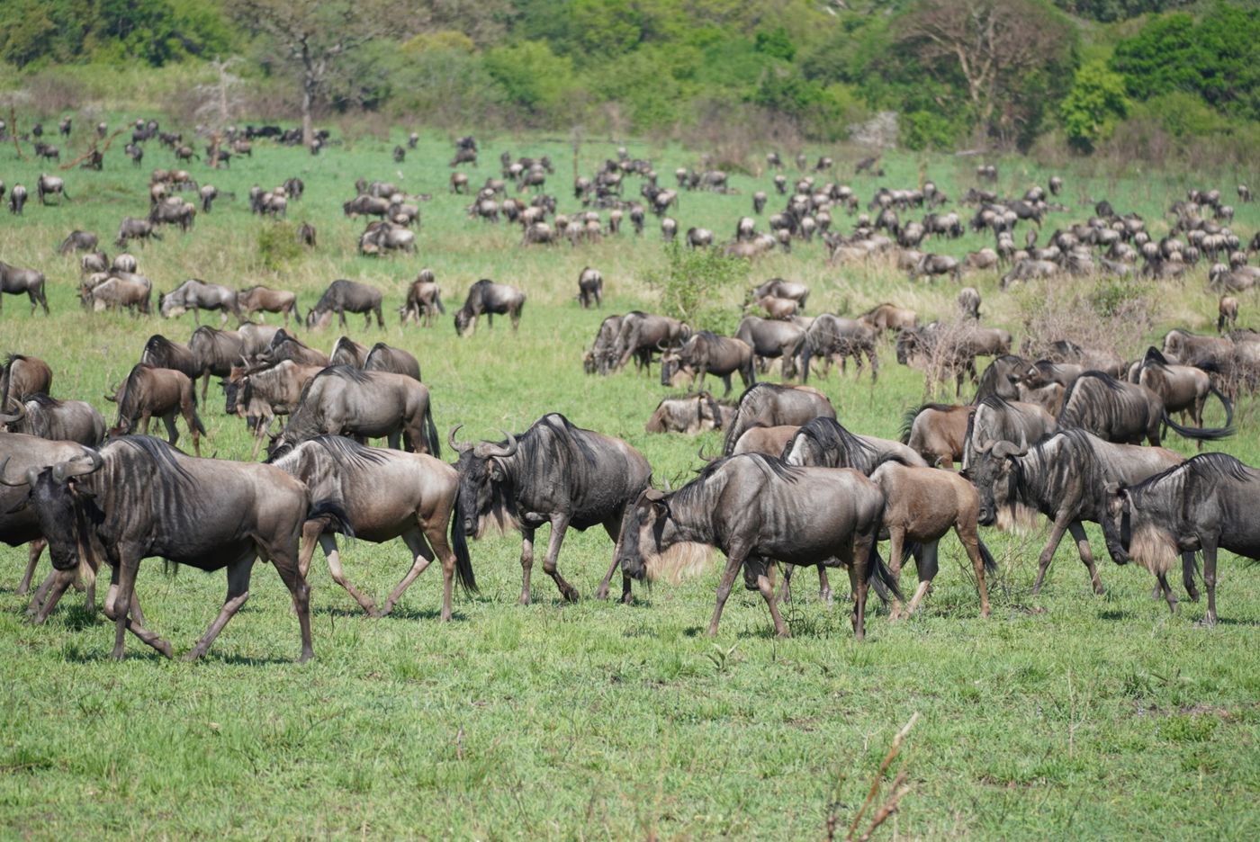 The Great Migration in August: Where the Herds Are and What to Expect