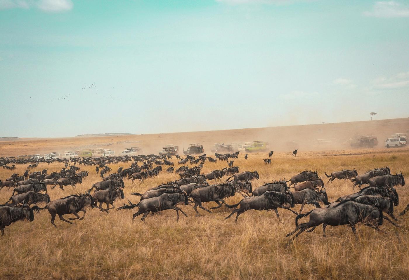 Family Safari Across Uganda, Kenya & Tanzania to Seychelles
