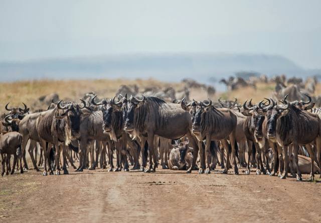 Wildebeest herd standing close together on a dirt track