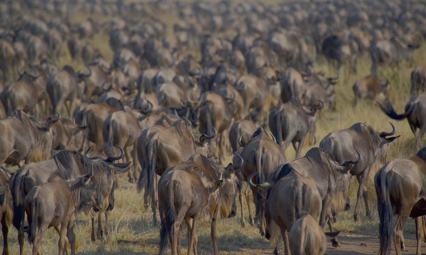 Wildebeest herd walking together across the plains