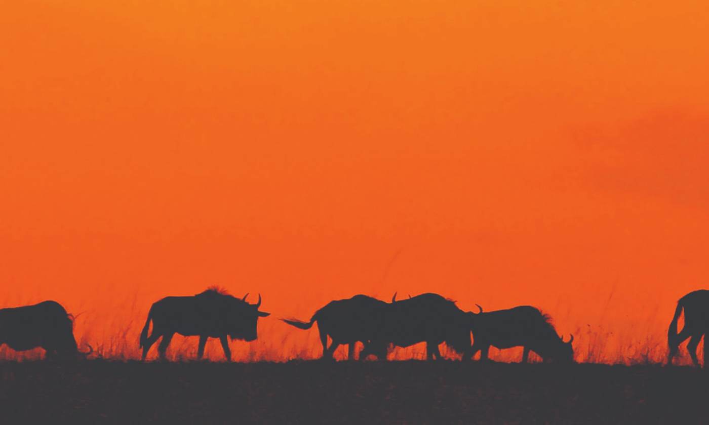 Wildebeest silhouetted against an orange sunset