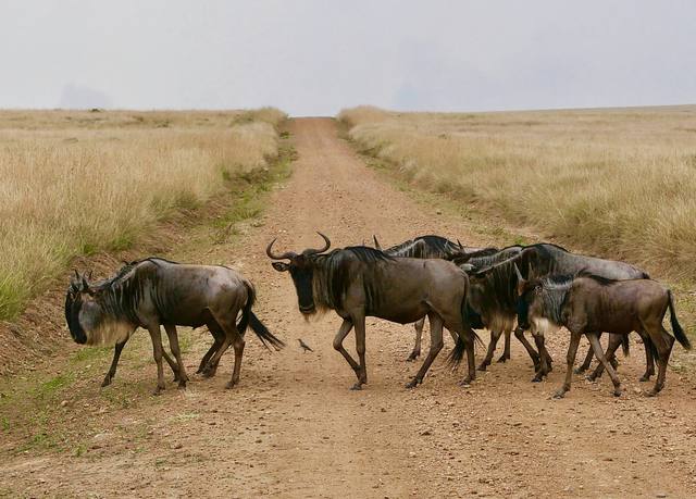 Wildebeest walking along a dirt road through golden grass
