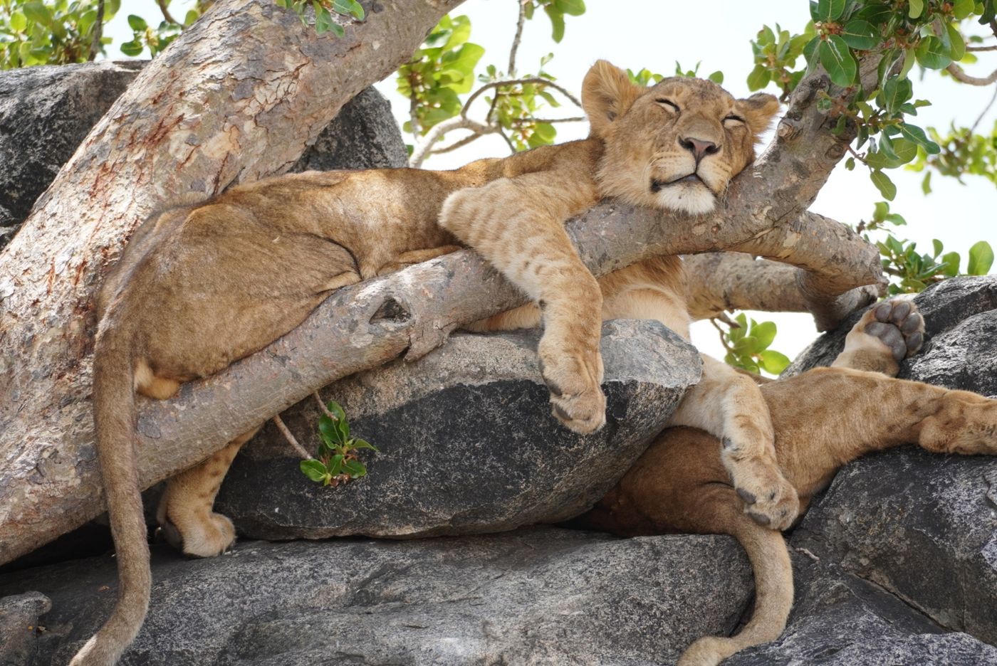 Young lion asleep on a branch above rocks
