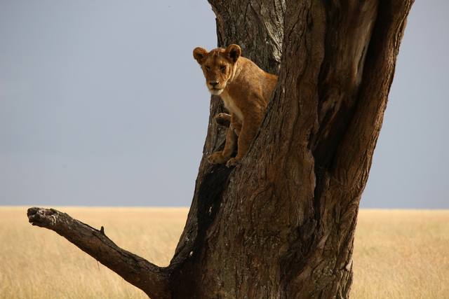 Young lion watching from the trunk of a large tree above golden grass plains