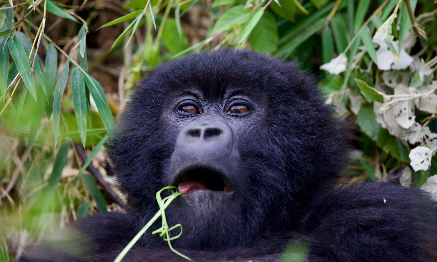 Young mountain gorilla chewing bamboo in the forest