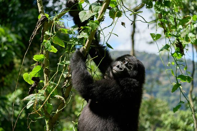 Young mountain gorilla climbing a vine with forested hills in the distance