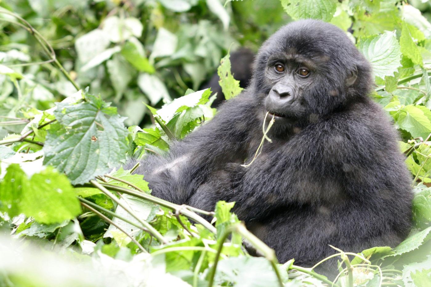 Young mountain gorilla sitting among leaves holding a plant stem