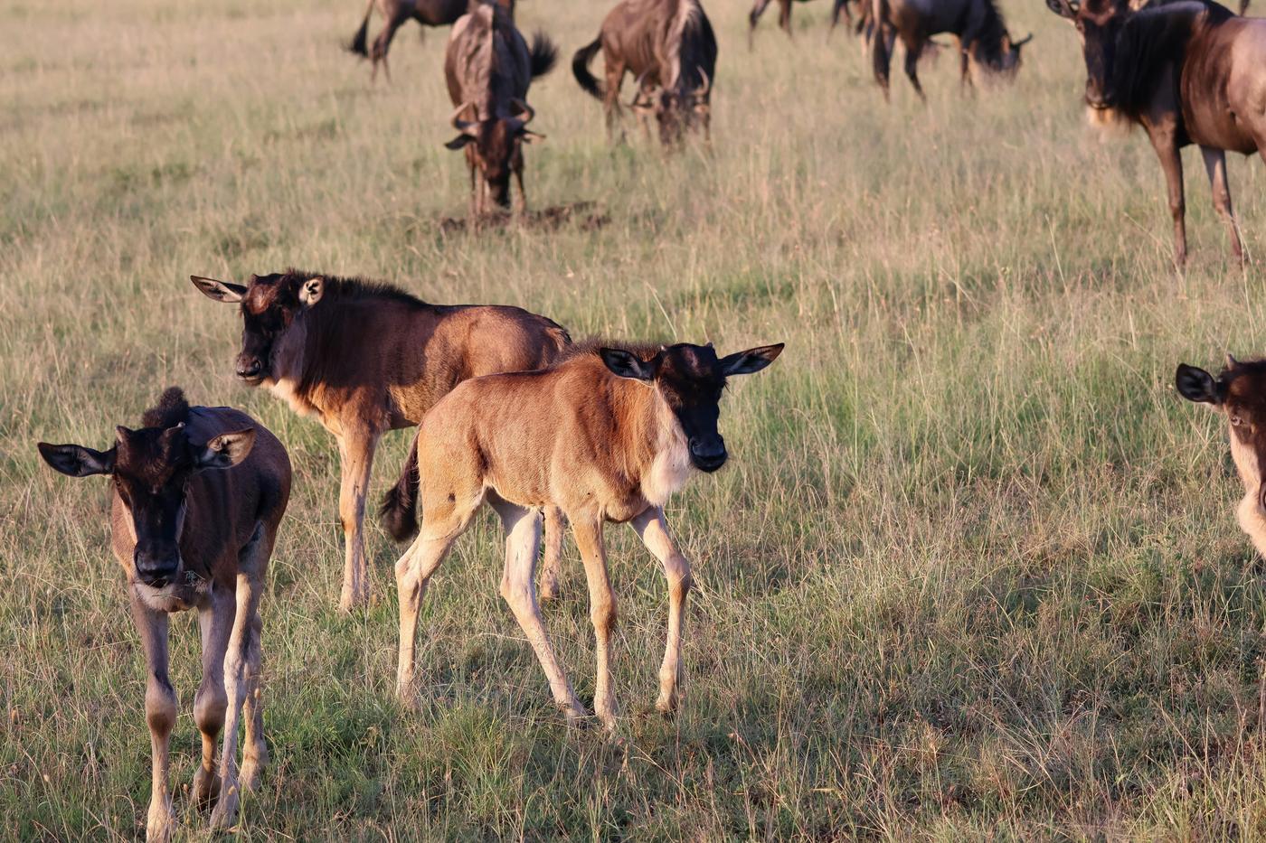 Kenya & Tanzania Family Migration Safari