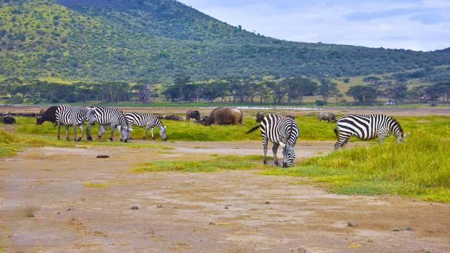 Zebras, buffalo and wildebeest grazing on a green flat below forested hills