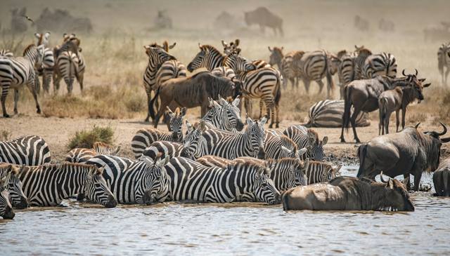 Zebras and wildebeest drinking together at a busy waterhole