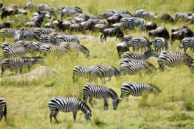 Large mixed herd of zebras and wildebeest grazing on fresh green grass