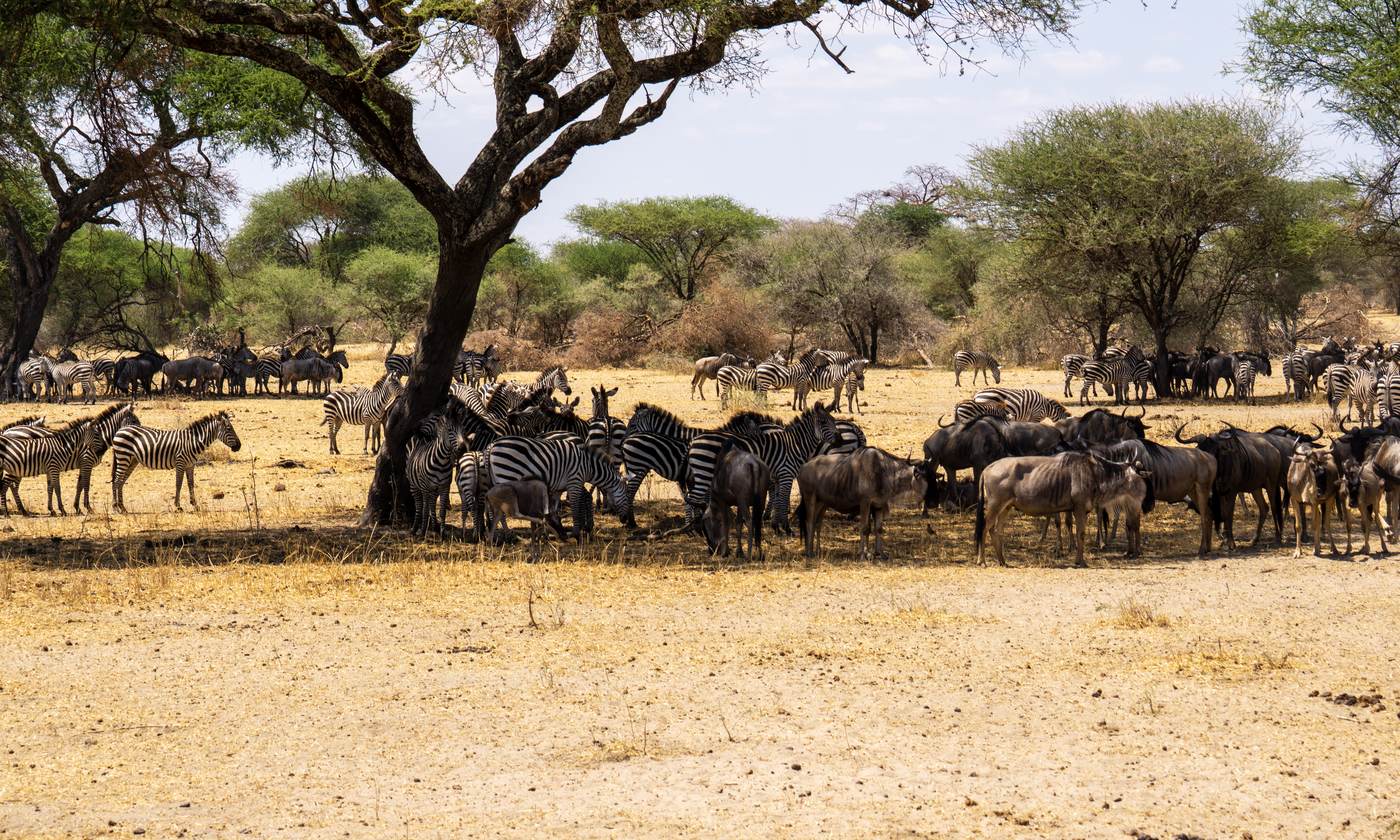 12 Day Uganda Rwanda Tanzania Safari: Two Gorilla Treks and the Serengeti