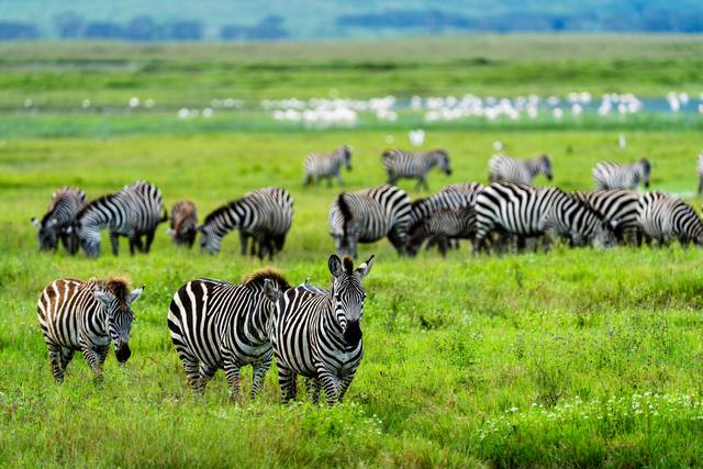 Zebras grazing on bright green grass with flocks of white birds in the background