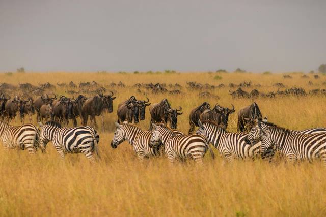 Zebras walking in front of a herd of wildebeest through golden grass