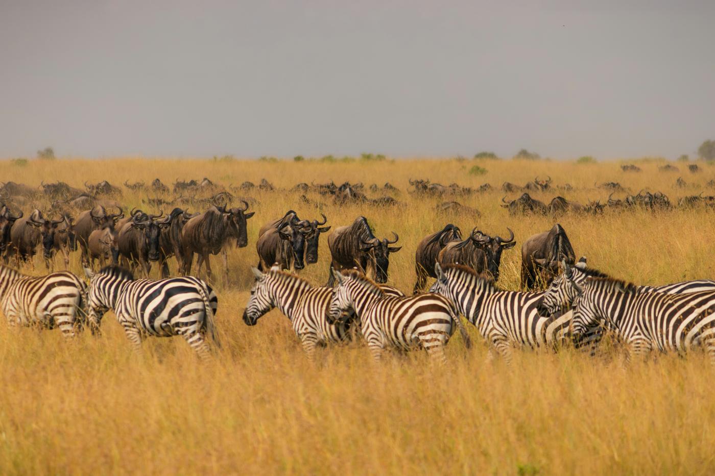 Kenya & Tanzania Short Break Safari