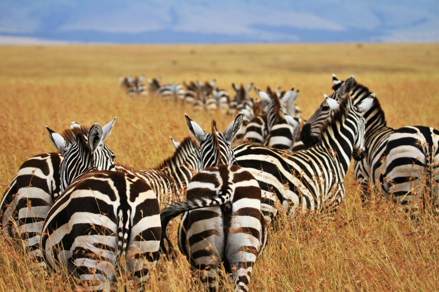 Kenya Private Conservancy Safari