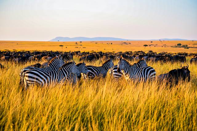 Zebras standing in tall golden grass with a dark herd of wildebeest behind at sunset