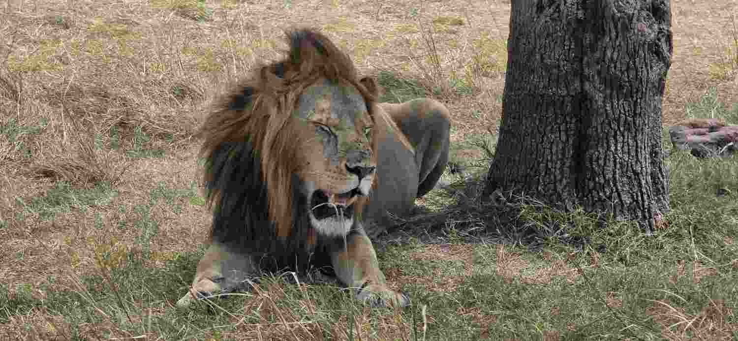 Uganda Kenya Tanzania Multi-Country Safari